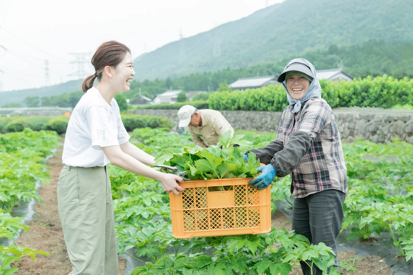 緑の広がる畑で、収穫した葉を籠に入れて運ぶ人々